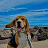 animal, beagle, boat, canine, clouds, collar, dog, ear_flap, happy, leash, nature, outdoor, pet, rocks, shore, sitting, sky, summer, tongue_out, water