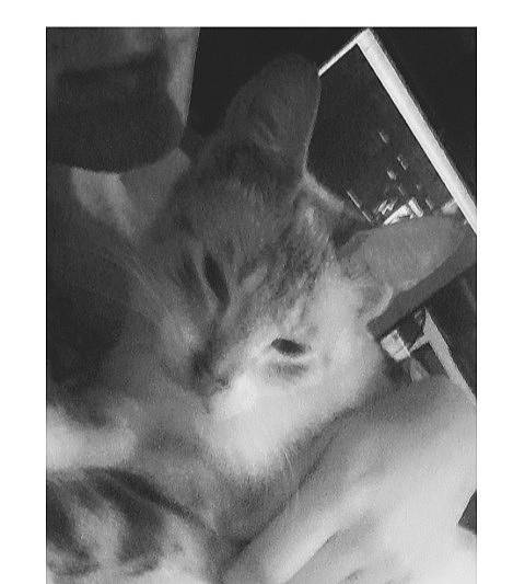 Louloute participe au concours pour gagner de l'argent avec cette photo : black_and_white, carnivore, cat, cloud, comfort, domestic_short_haired_cat, ear, felidae, fur, gesture, leg, monochrome, monochrome_photography, paw, sky, small_to_medium_sized_cats, snout, style, tail, whiskers