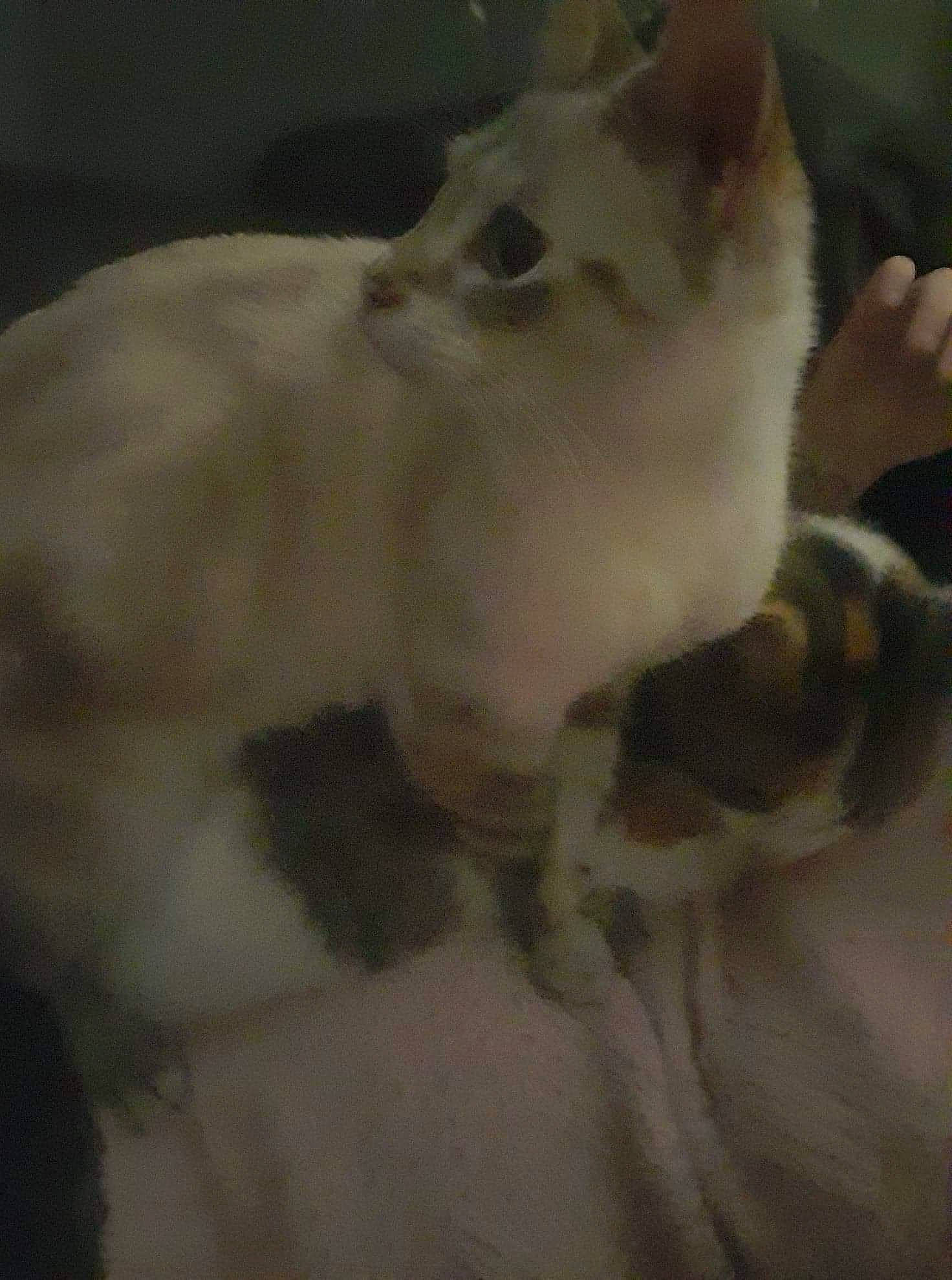 Louloute a rejoint le concours — aidez-le/la à gagner de superbes lots ! canidae, carnivore, cat, claw, companion_dog, dog_breed, domestic_short_haired_cat, felidae, fur, paw, sky, small_to_medium_sized_cats, snout, tail, terrestrial_animal, whiskers, working_animal