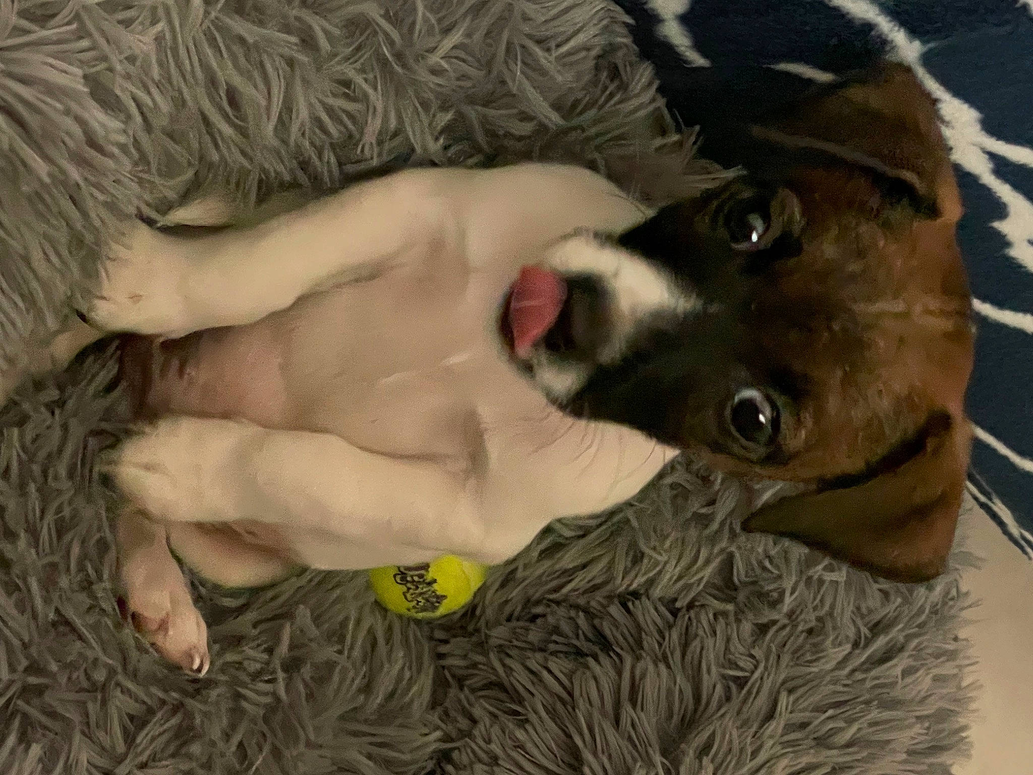 Milo is registered to the contest to win money with this photo: canidae, carnivore, collar, comfort, companion_dog, dog, dog_breed, dog_supply, fawn, foot, fur, human_leg, jaw, liver, non_sporting_group, paw, snout, sporting_group, whiskers, working_animal