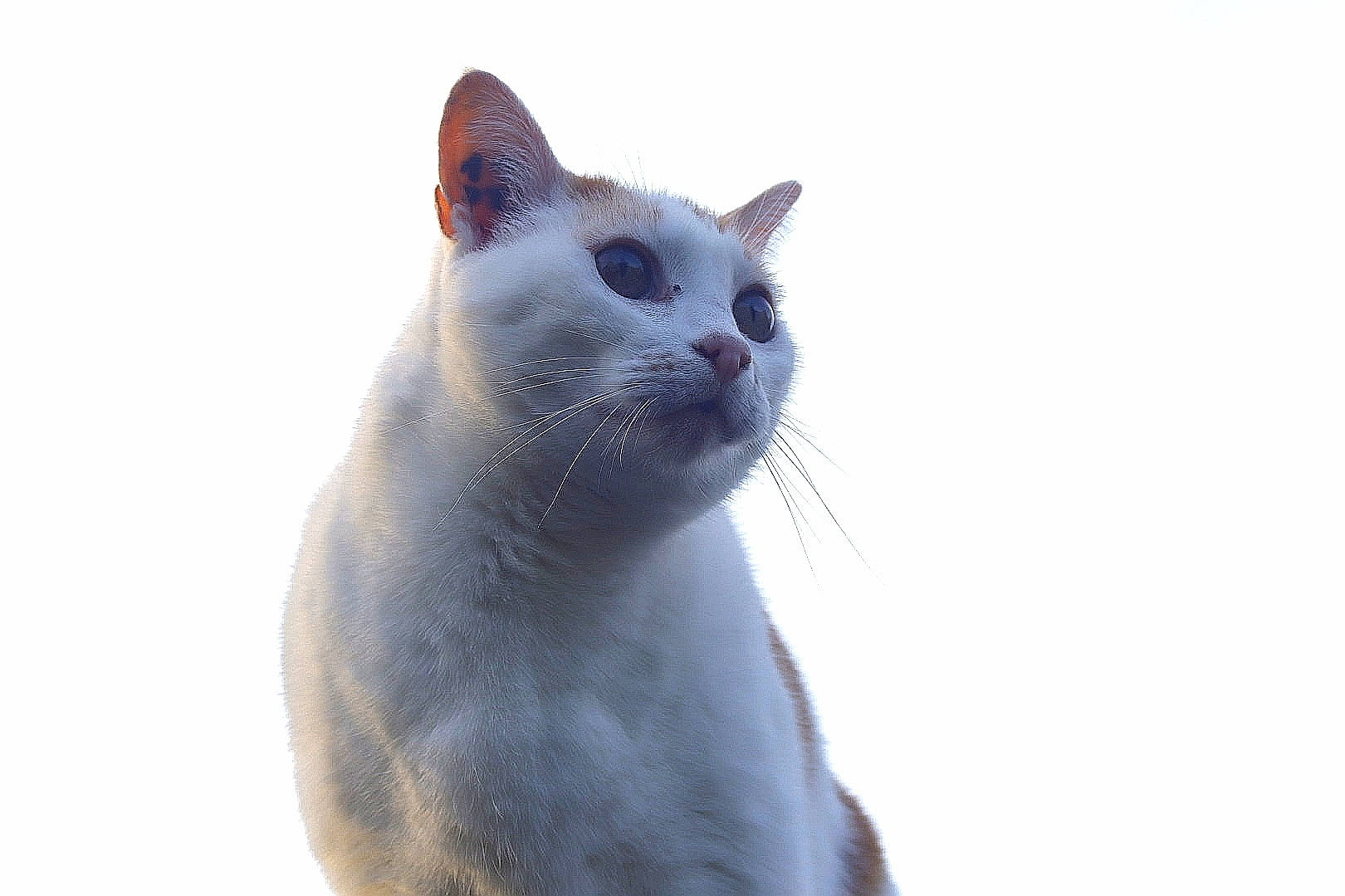 Whisky a rejoint le concours — aidez-le/la à gagner de superbes lots ! carnivore, cat, domestic_short_haired_cat, eye, felidae, fur, grey, paw, small_to_medium_sized_cats, snout, tail, terrestrial_animal, whiskers, wildlife, window