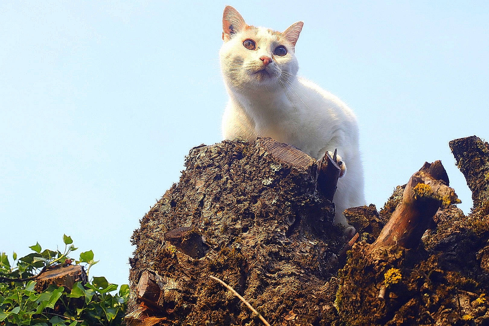 Whisky a rejoint le concours — aidez-le/la à gagner de superbes lots ! carnivore, cat, domestic_short_haired_cat, felidae, fur, grass, plant, rock, sky, small_to_medium_sized_cats, snout, soil, tail, terrestrial_animal, tree, whiskers, wildlife