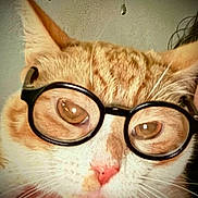 Sebastian joined the competition — help win amazing prizes! cat, orange_cat, white_cat, glasses, eyeglasses, close_up, portrait, face, eyes, wide_eyes, whiskers, pink_nose, feline, pet, indoors, animal, funny, comical, fluffy, looking_at_camera