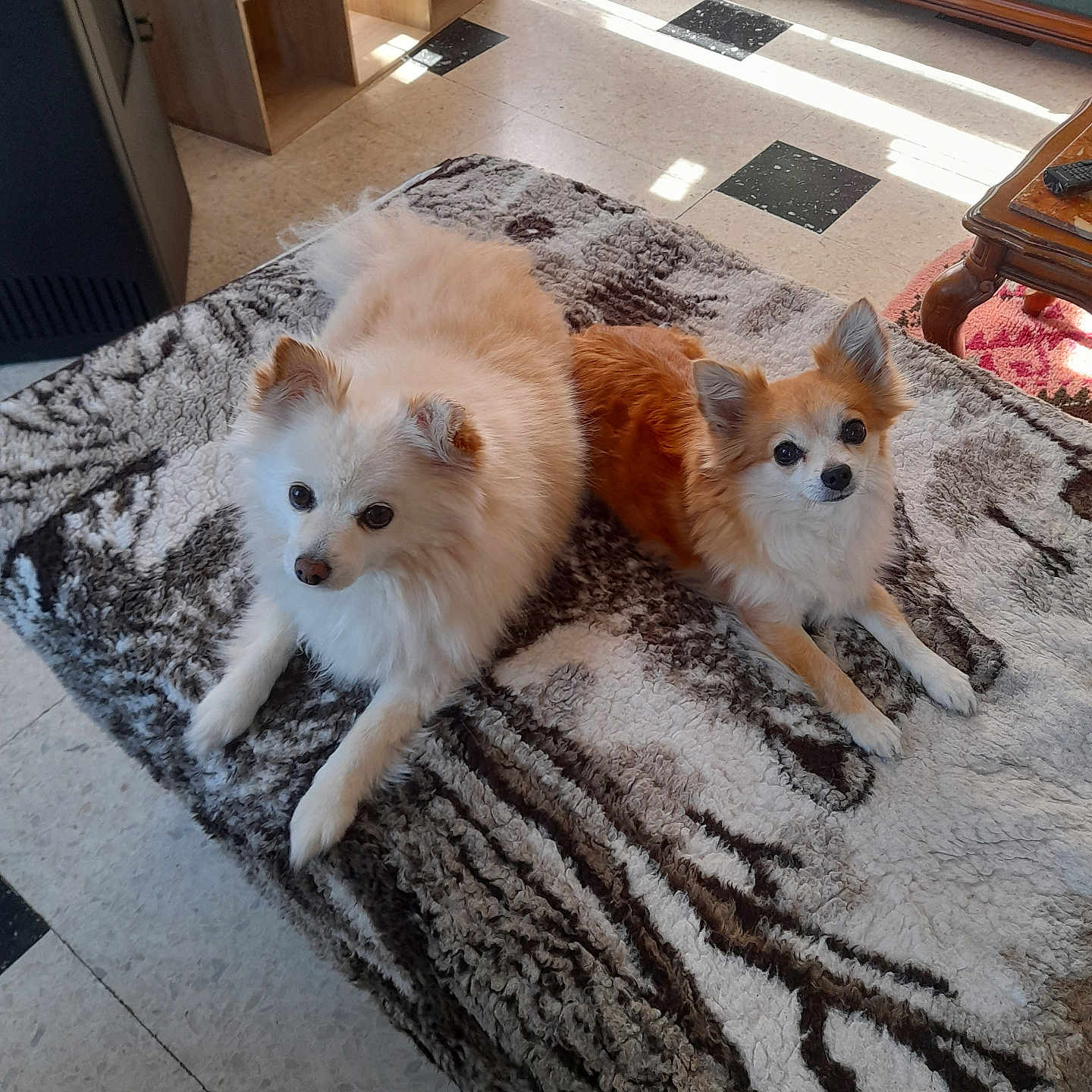 Maya Et Junior participe au concours pour gagner de l'argent avec cette photo : animal, blanket, brown, canine, cozy, cute, dog, floor, fur, furniture, home, indoor, living_room, looking, ottoman, pet, resting, sunlight, table, white