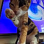 cat, calico, paw, grooming, feline, animal, pet, close_up, indoor, wooden_surface, television, screen, animated_eye, purple_background, blue_eye, sitting, cute, furry, whiskers, table