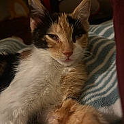 Chenchita joined the competition — help win amazing prizes! cat, calico, feline, pet, animal, sleepy, relaxed, fur, whiskers, closeup, indoor, blanket, striped, paw, cute, face, ears, nostrils, resting, cozy