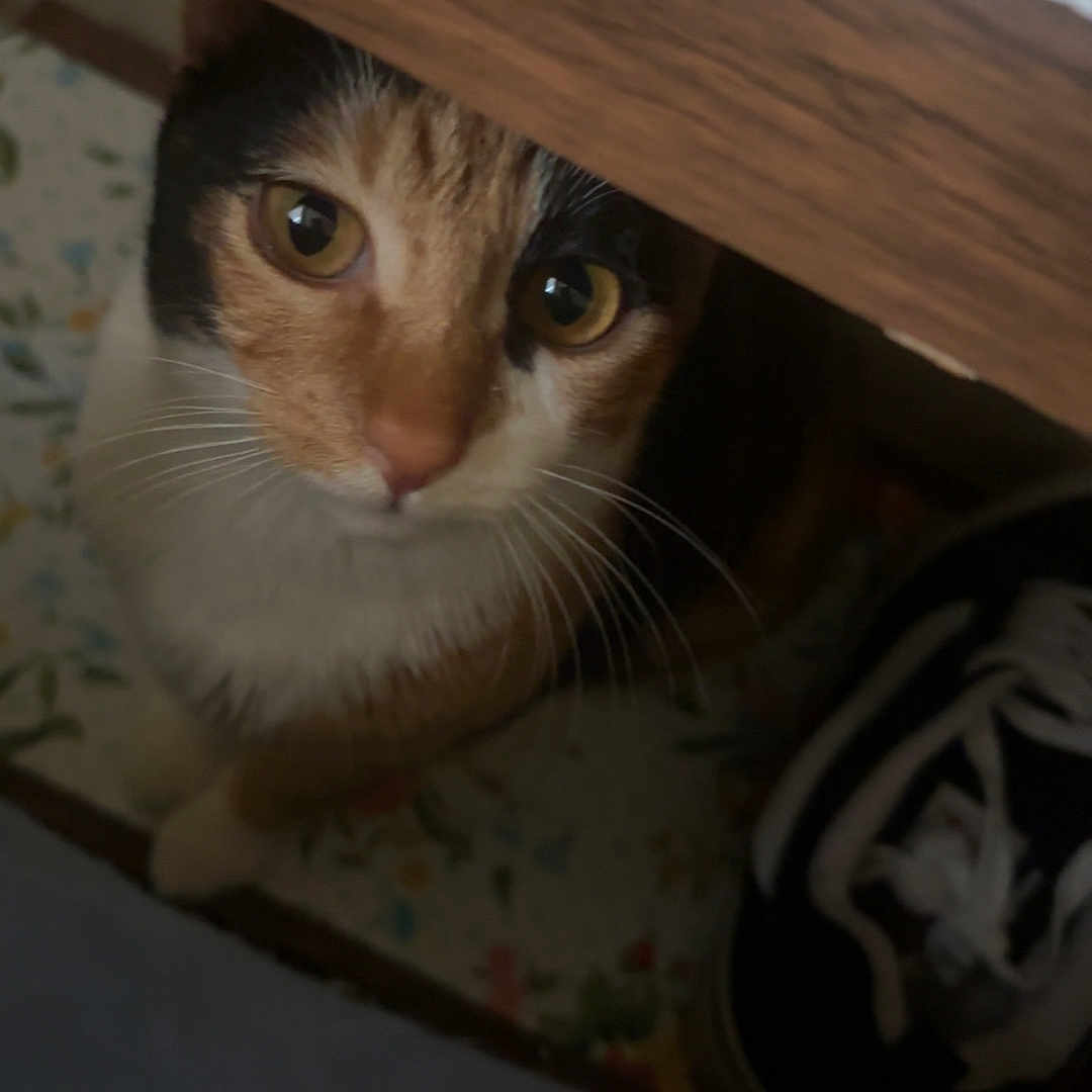 Chenchita joined the competition — help win amazing prizes! animal, calico, cat, closeup, curious, cute, domestic, eyes, face, floor, floral, furniture, indoor, looking, pattern, pet, shoe, sneaker, whiskers, wood