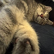 Armin joined the competition — help win amazing prizes! cat, gray_tabby, sleeping, paw, closeup, furry, pet, domestic_cat, nap, relaxed, cozy, indoor, blanket, fur, whiskers, pink_nose, person_arm, resting, soft_texture, cute