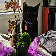 Espresso is registered to the contest to win money with this photo: bedspread, black_cat, cabinet, cat, cozy, flower, flower_pot, furniture, indoor, jacket, leaf, natural_light, orchid, pet_collar, pet_tag, plant, purple_tissue_paper, tail, window, yellow_eyes