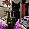 bedspread, black_cat, cabinet, cat, cozy, flower, flower_pot, furniture, indoor, jacket, leaf, natural_light, orchid, pet_collar, pet_tag, plant, purple_tissue_paper, tail, window, yellow_eyes