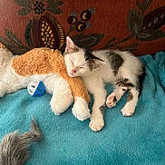 Alba participe au concours pour gagner de l'argent avec cette photo : kitten, sleeping, plush_toy, blue_blanket, couch, floral_pattern, cat, pet, indoor, cozy, cute, animal, napping, toy_ball, toy_mouse, whiskers, feline, pink_nose, soft_texture, resting