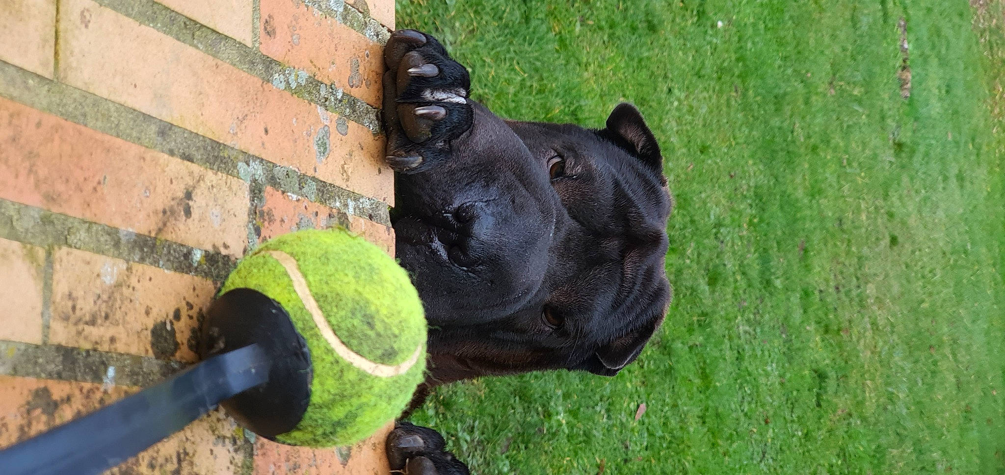 Octavia a rejoint le concours — aidez-le/la à gagner de superbes lots ! ball, carnivore, collar, companion_dog, dog, dog_breed, dog_collar, dog_supply, dog_toy, grass, grass_family, grassland, lawn, pet_supply, snout, sporting_group, sports_equipment, tennis_ball, working_animal