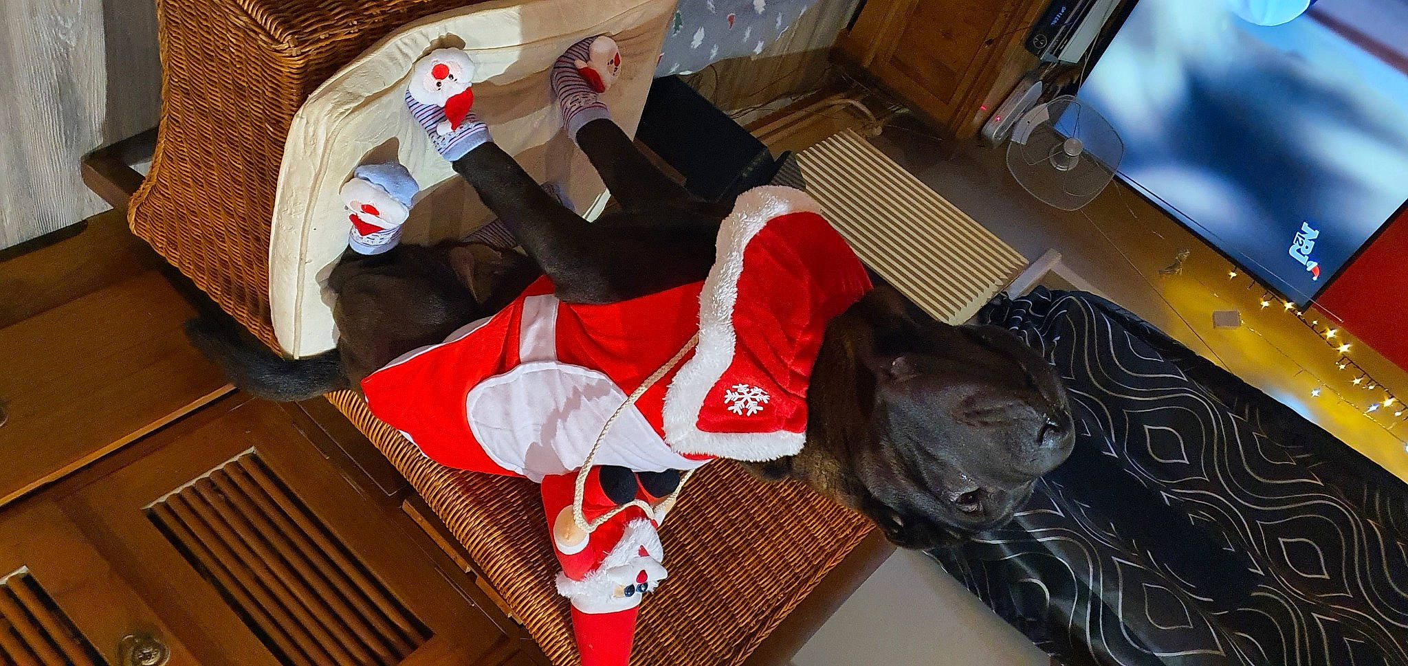 Octavia a rejoint le concours — aidez-le/la à gagner de superbes lots ! basket, borador, canidae, carmine, carnivore, collar, companion_dog, dog, dog_breed, dog_clothes, dog_supply, fur, guard_dog, home_accessories, pet_supply, plastic_bag, sock, sporting_group, working_animal, working_dog