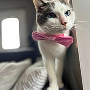 River participe au concours pour gagner de l'argent avec cette photo : cat, blue_eyes, pink_bowtie, whiskers, feline, pet, indoor, couch, blurred_background, white_fur, gray_fur, close_up, portrait, cute, animal, domestic_cat, curious, soft_light, furniture, cozy