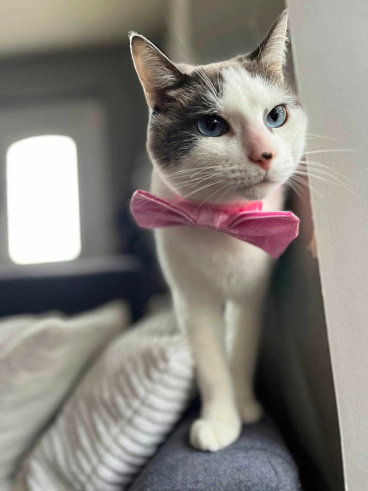 River participe au concours pour gagner de l'argent avec cette photo : cat, blue_eyes, pink_bowtie, whiskers, feline, pet, indoor, couch, blurred_background, white_fur, gray_fur, close_up, portrait, cute, animal, domestic_cat, curious, soft_light, furniture, cozy