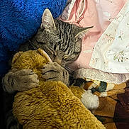 Cheesecake joined the competition — help win amazing prizes! cat, tabby, sleeping, hugging, teddy_bear, plush, blanket, pillow, cozy, soft, cute, pet, fur, claws, indoor, resting, animal, comfort, sleep, relaxed