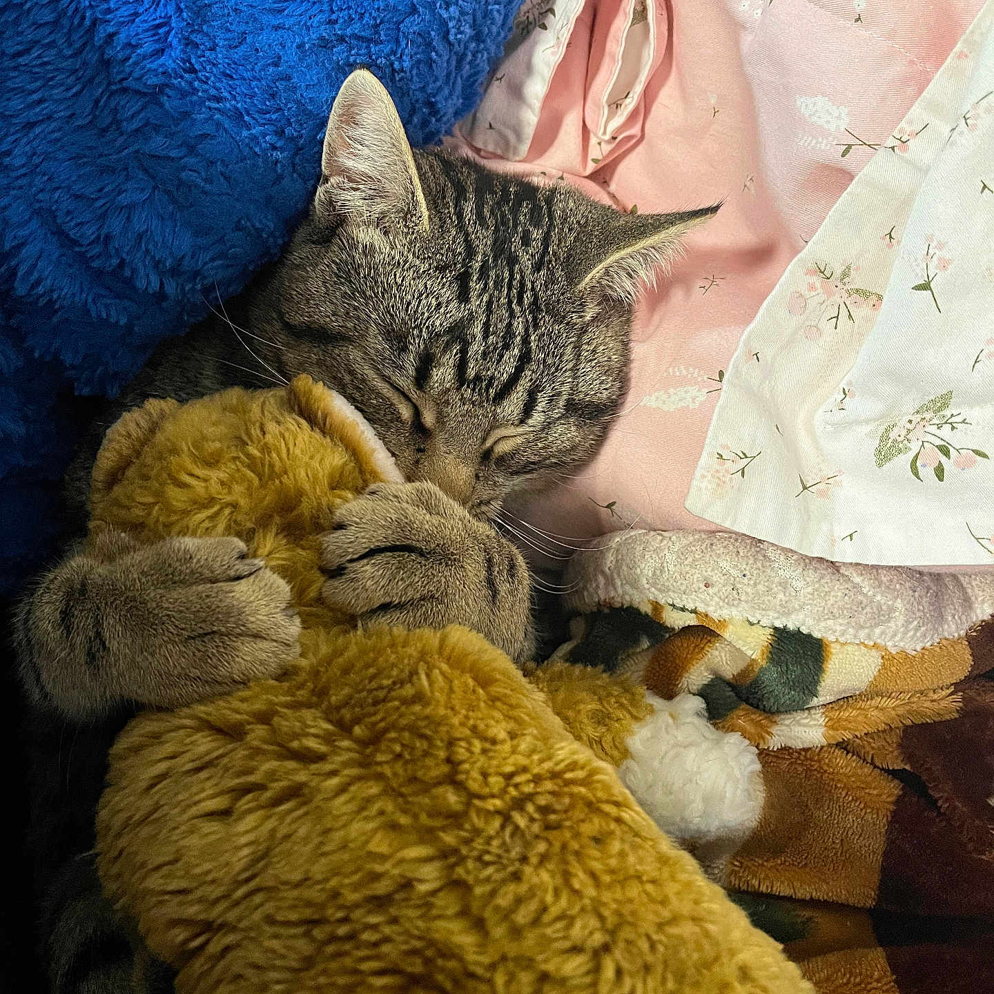 Cheesecake joined the competition — help win amazing prizes! cat, tabby, sleeping, hugging, teddy_bear, plush, blanket, pillow, cozy, soft, cute, pet, fur, claws, indoor, resting, animal, comfort, sleep, relaxed