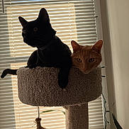 Boo joined the competition — help win amazing prizes! cat, black_cat, orange_cat, cat_tree, window_blinds, indoor, pet, animal, feline, curious, silhouette, relaxing, cozy, whiskers, ears, tail, houseplant, string_toy, light, shadow