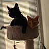 cat, black_cat, orange_cat, cat_tree, window_blinds, indoor, pet, animal, feline, curious, silhouette, relaxing, cozy, whiskers, ears, tail, houseplant, string_toy, light, shadow