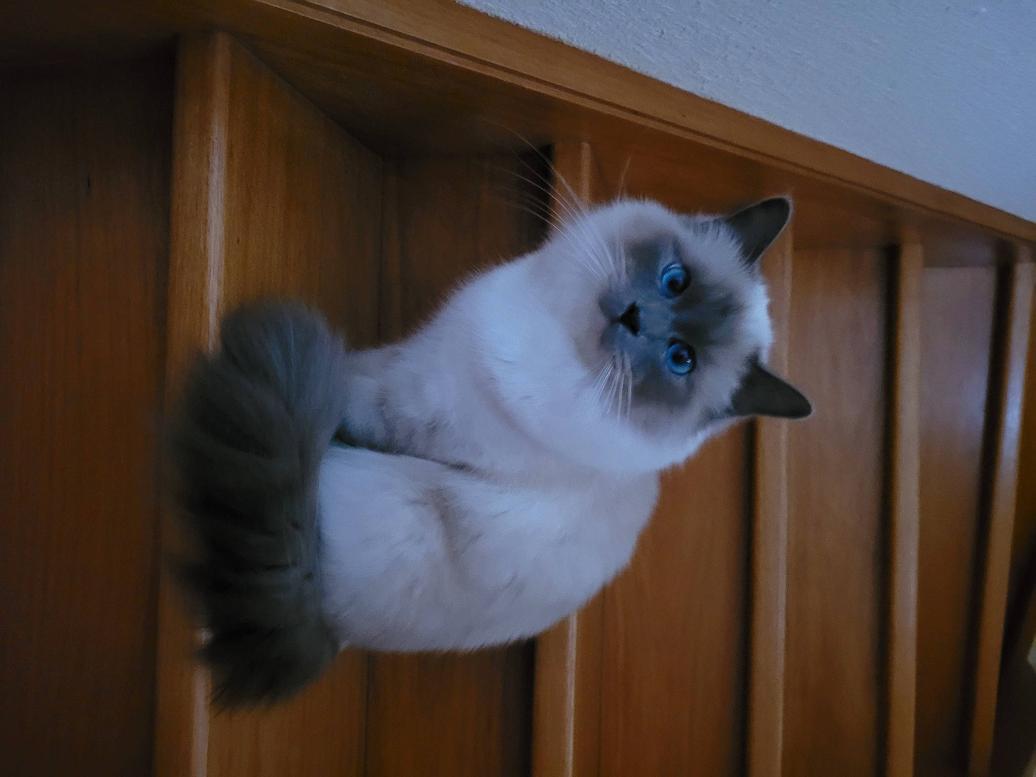 Pablo participe au concours pour gagner de l'argent avec cette photo : balinese, birman, british_longhair, carnivore, cat, eye, fawn, felidae, fur, gas, hardwood, paw, ragdoll, siamese, small_to_medium_sized_cats, snout, tail, terrestrial_animal, whiskers, wood