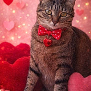 Galinette participe au concours pour gagner de l'argent avec cette photo : adorable, animal, bow_tie, cat, close_up, cute, decorative, feline, fluffy, heart_pendant, hearts, indoor, pet, pink, plush, portrait, red, soft_lighting, tabby, valentine