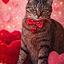 adorable, animal, bow_tie, cat, close_up, cute, decorative, feline, fluffy, heart_pendant, hearts, indoor, pet, pink, plush, portrait, red, soft_lighting, tabby, valentine
