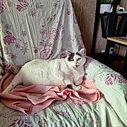 Plume a rejoint le concours — aidez-le/la à gagner de superbes lots ! cat, white_cat, black_markings, fluffy, lying_down, couch, blanket, floral_pattern, indoor, relaxed, pet, feline, cozy, home_interior, furniture, pink_blanket, resting, green_eyes, domestic_cat, comfortable