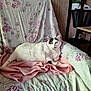 cat, white_cat, black_markings, fluffy, lying_down, couch, blanket, floral_pattern, indoor, relaxed, pet, feline, cozy, home_interior, furniture, pink_blanket, resting, green_eyes, domestic_cat, comfortable