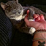 Zing is registered to the contest to win money with this photo: animal, bracelets, cat, close_up, couch, cozy, ears, gray_cat, human_hand, indoor, paw, pet, portrait, relaxed, sleepy, snuggling, soft_lighting, tattoo, whiskers, white_chest