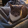 Zing is registered to the contest to win money with this photo: animal, blanket, cat, close_up, cozy, ears, feline, gray_cat, home, indoor, living_room, pet, plants, plush, portrait, shelf, sitting, warm_lighting, whiskers, white_chest