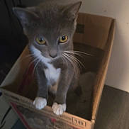 Zing is registered to the contest to win money with this photo: animal, cardboard_box, cat, chair, cute, dim_lighting, direct_gaze, golden_eyes, gray_cat, home, indoors, kitten, pet, portrait, sitting, table, vertical_photo, whiskers, white_paws, wooden_furniture
