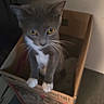 animal, cardboard_box, cat, chair, cute, dim_lighting, direct_gaze, golden_eyes, gray_cat, home, indoors, kitten, pet, portrait, sitting, table, vertical_photo, whiskers, white_paws, wooden_furniture