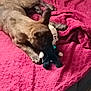 animal, bed, blanket, canine, comfort, cozy, cute, dog, domestic, fur, indoor, laying_down, pet, pink, playing, plush_toy, relaxed, resting, soft, toy