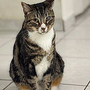 Millly is registered to the contest to win money with this photo: cat, tabby, indoor, pet, animal, feline, sitting, white_paws, striped, floor, tile, cute, domestic_cat, whiskers, ears, fur, looking, alone, quiet, calm