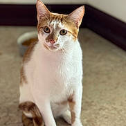 Romeo joined the competition — help win amazing prizes! cat, orange_and_white, pet, indoor, floor, food_bowl, animal, feline, sitting, curious, ears_up, whiskers, tail, domestic_cat, close_up, portrait, looking, eyes, attention, tile_floor