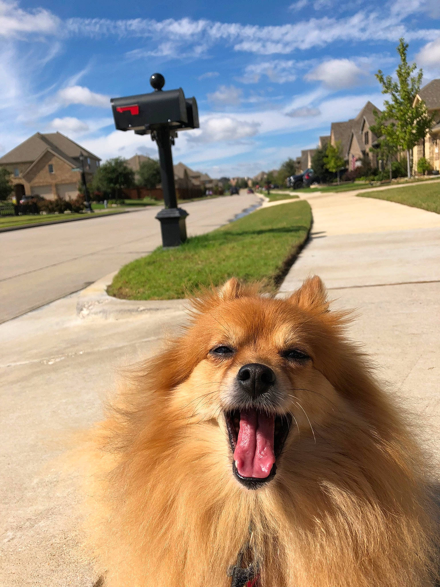 Porsche is registered to the contest to win money with this photo: canidae, carnivore, collie, companion_dog, dog, dog_breed, fur, german_spitz, german_spitz_klein, german_spitz_mittel, mammal, pomeranian, road, snout, spitz, sporting_group, vertebrate, volpino_italiano