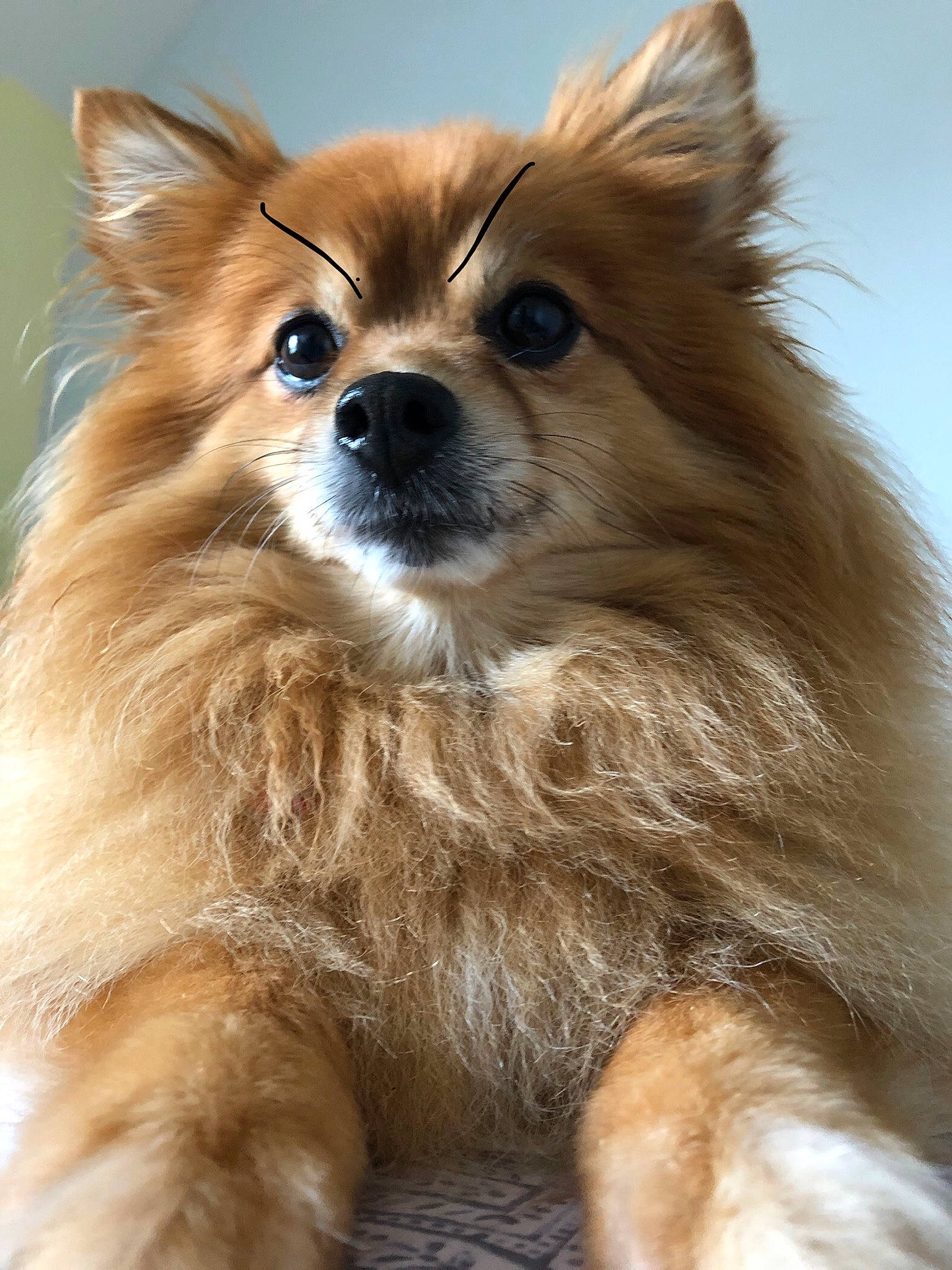 Porsche joined the competition — help win amazing prizes! ancient_dog_breeds, canidae, carnivore, companion_dog, dog, dog_breed, fawn, fur, german_spitz, german_spitz_klein, german_spitz_mittel, mammal, pomeranian, puppy, rare_breed_dog, snout, spitz, vertebrate, volpino_italiano, whiskers