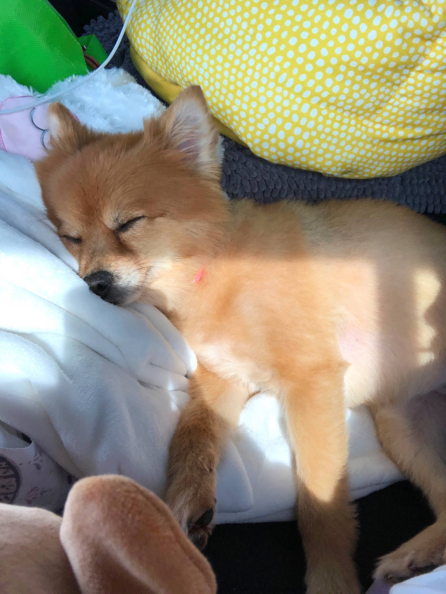 Porsche is registered to the contest to win money with this photo: canidae, carnivore, chihuahua, companion_dog, dog, dog_breed, fawn, mammal, non_sporting_group, pomeranian, puppy, tail, toy_dog, vertebrate