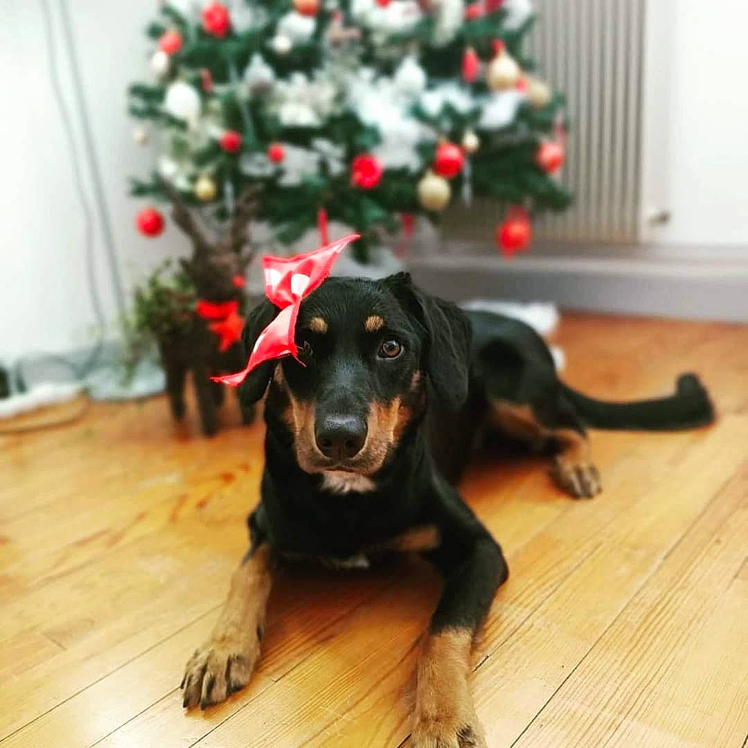 Laïka