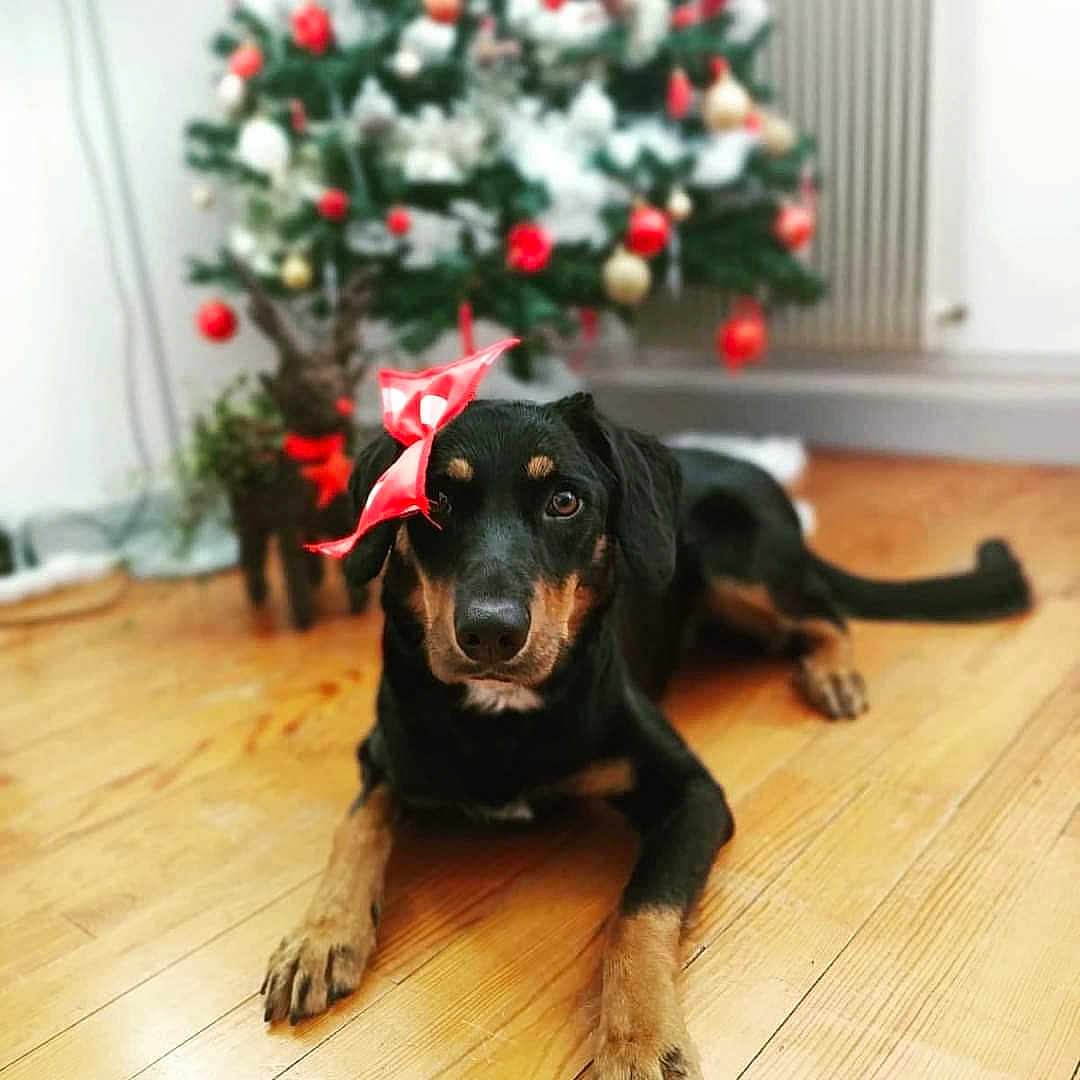 Laïka