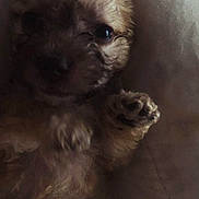 Buddy joined the competition — help win amazing prizes! adorable, animal, blanket, closeup, companion, cozy, cute, dog, fur, indoor, lying_down, mammal, paw, pet, puppy, resting, sleepy, small, soft, young