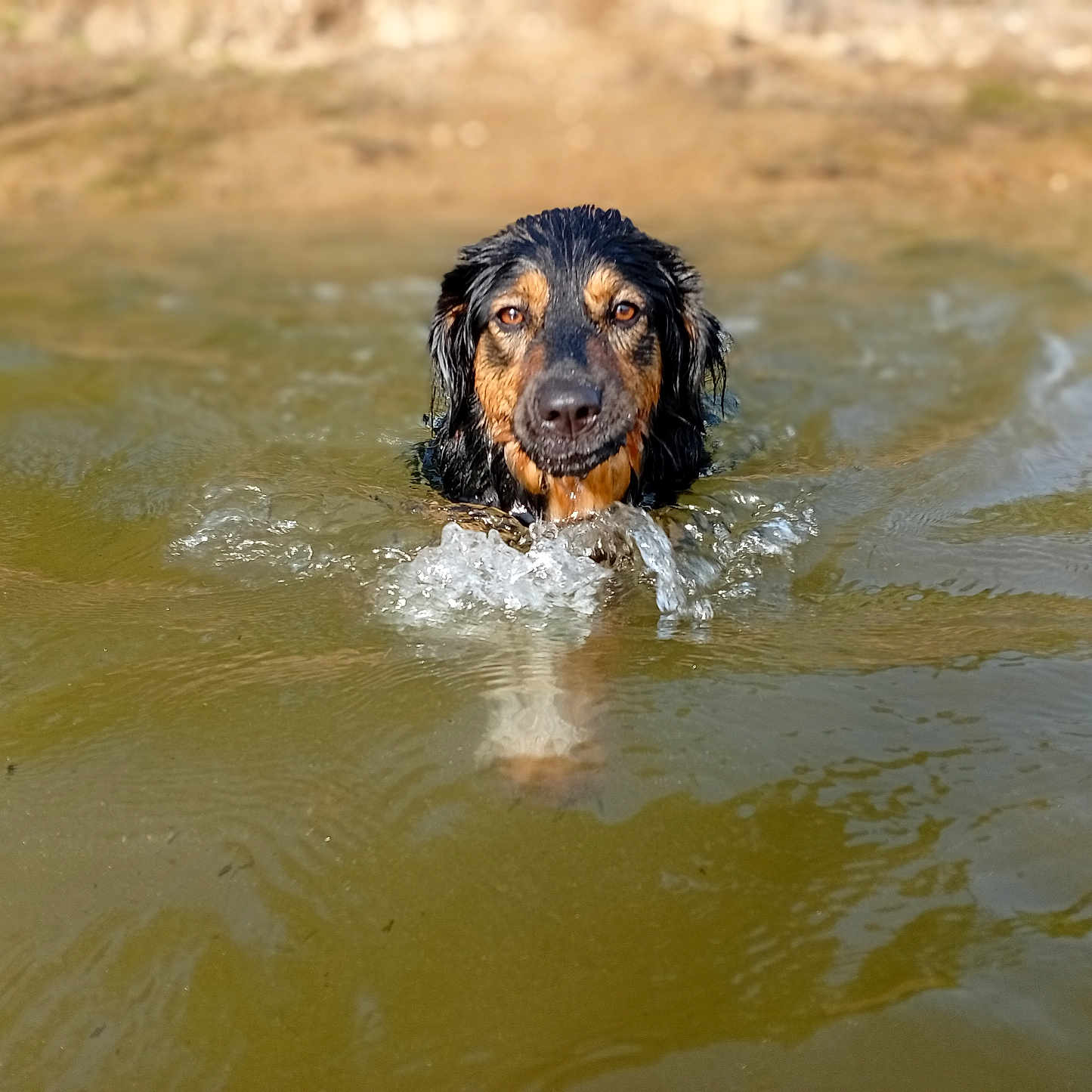 Bûchette a rejoint le concours — aidez-le/la à gagner de superbes lots ! animal, canine, dog, eyes, face, fur, head, lake, mammal, nature, outdoor, pet, pond, river, snout, splash, summer, swimming, water, wet