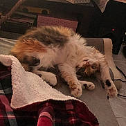 Rosace a rejoint le concours — aidez-le/la à gagner de superbes lots ! cat, calico, pet, stretching, blanket, cozy, indoor, fur, paw, relaxed, cute, home, feline, animal, resting, soft, warm, living_room, comfort, sleepy