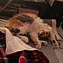 cat, calico, pet, stretching, blanket, cozy, indoor, fur, paw, relaxed, cute, home, feline, animal, resting, soft, warm, living_room, comfort, sleepy