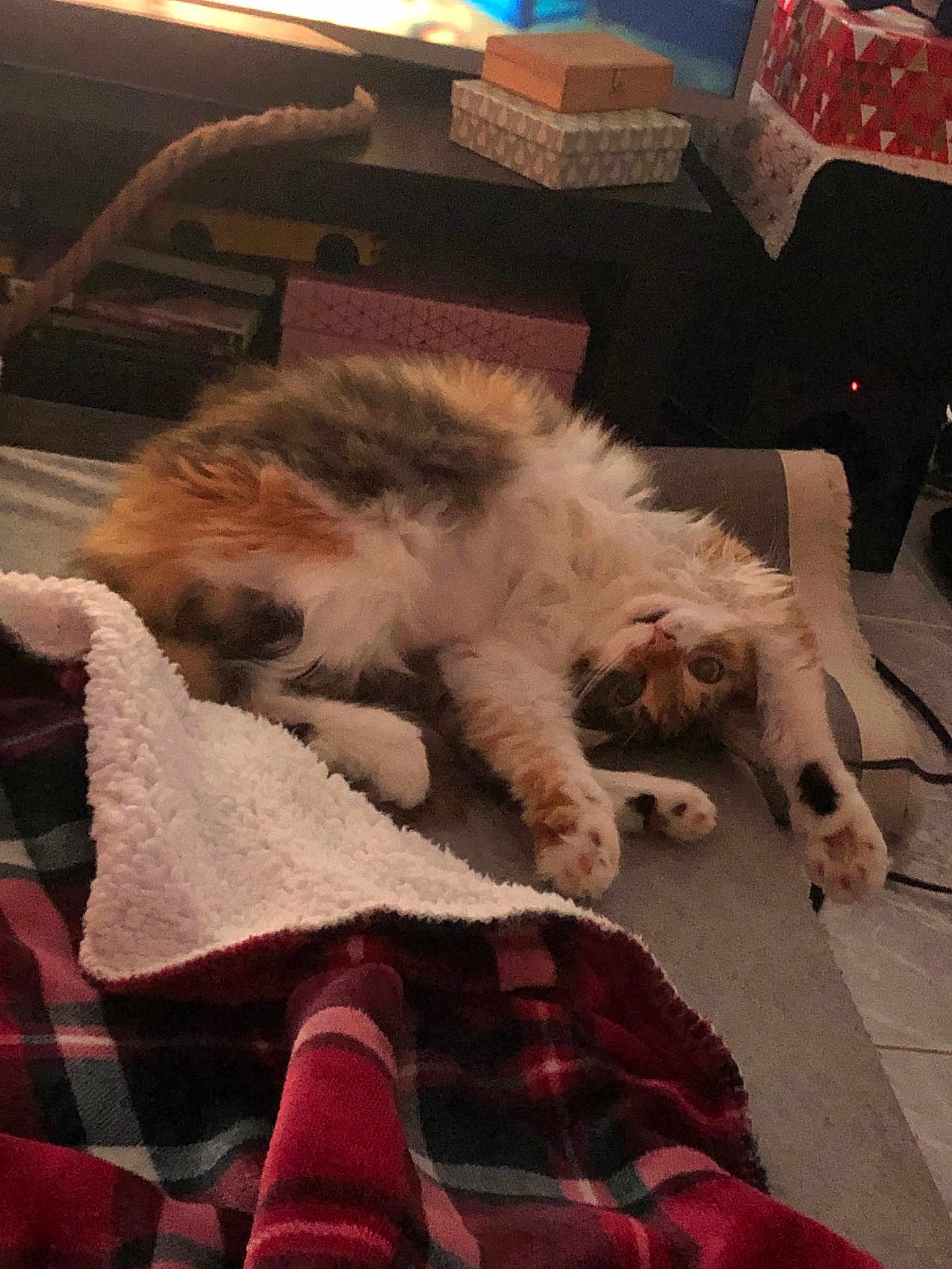 Rosace a rejoint le concours — aidez-le/la à gagner de superbes lots ! cat, calico, pet, stretching, blanket, cozy, indoor, fur, paw, relaxed, cute, home, feline, animal, resting, soft, warm, living_room, comfort, sleepy
