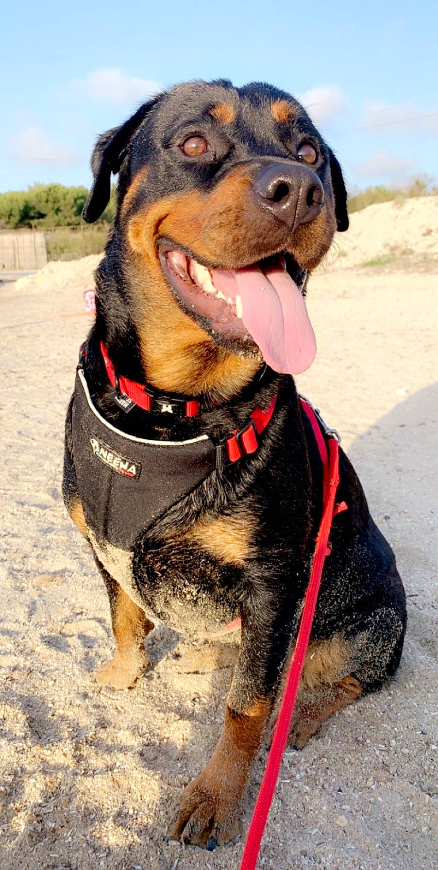 Guapa a rejoint le concours — aidez-le/la à gagner de superbes lots ! adventure, canidae, carnivore, cloud, collar, companion_dog, dog, dog_breed, dog_collar, dog_supply, fawn, leash, liver, personal_protective_equipment, pet_supply, sky, snout, sporting_group, working_animal, working_dog