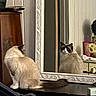 cat, cozy, curious, decor, domestic_animal, face, feline, fluffy, furniture, home, indoor, looking_away, mirror, ornate_frame, pet, quiet, reflection, soft_lighting, table, wooden_cabinet