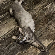 Fluffy joined the competition — help win amazing prizes! cat, gray_cat, fluffy, yellow_eyes, stretching, wooden_floor, indoor, pet, feline, curious, relaxed, animal, mammal, whiskers, ears, paws, long_fur, looking, flooring, domestic_cat