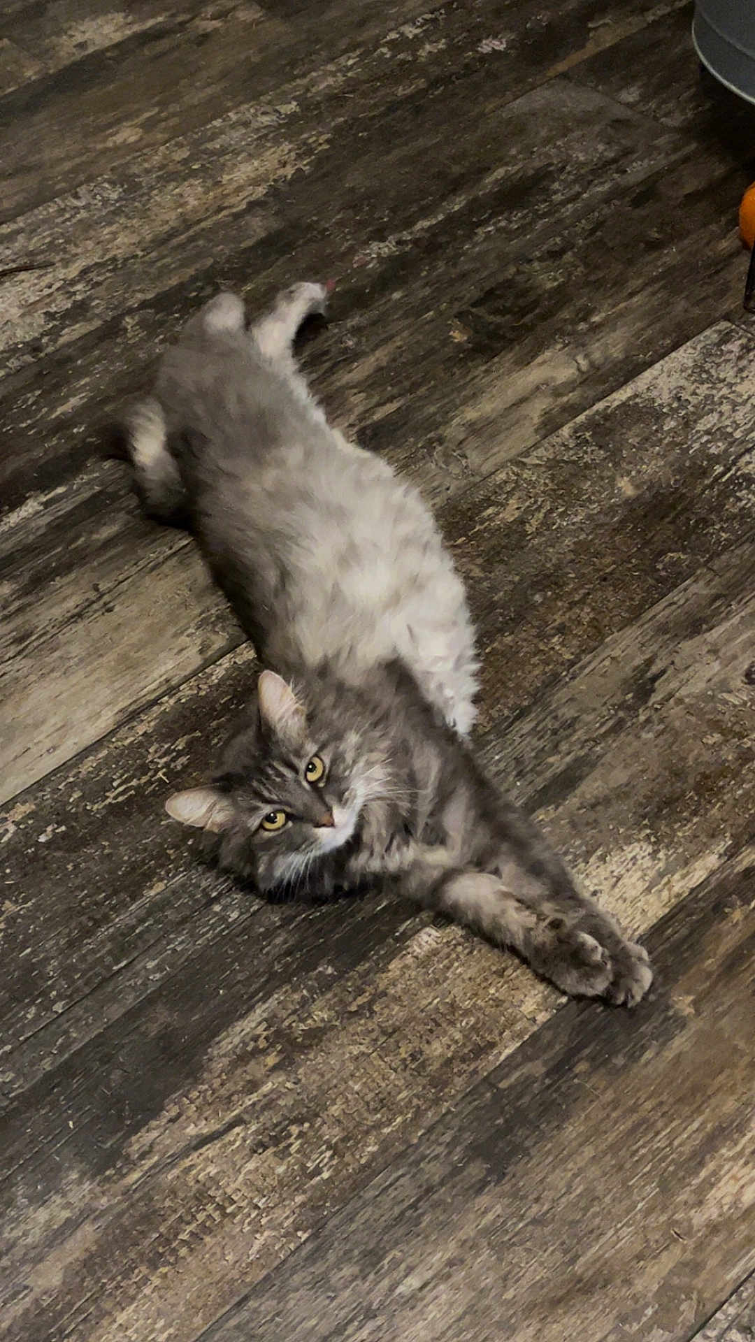 Fluffy joined the competition — help win amazing prizes! cat, gray_cat, fluffy, yellow_eyes, stretching, wooden_floor, indoor, pet, feline, curious, relaxed, animal, mammal, whiskers, ears, paws, long_fur, looking, flooring, domestic_cat
