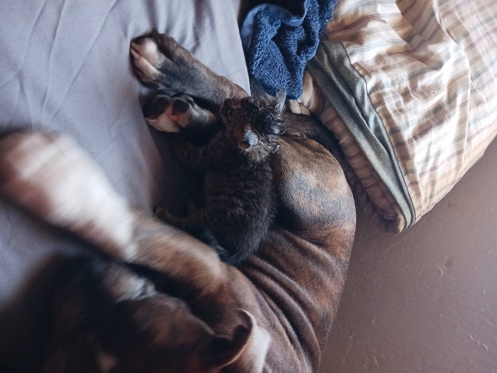 Sasha joined the competition — help win amazing prizes! canidae, carnivore, claw, comfort, companion_dog, dog, dog_breed, ear, fawn, felidae, gesture, grey, human_leg, liver, paw, small_to_medium_sized_cats, snout, sporting_group, whiskers, wood